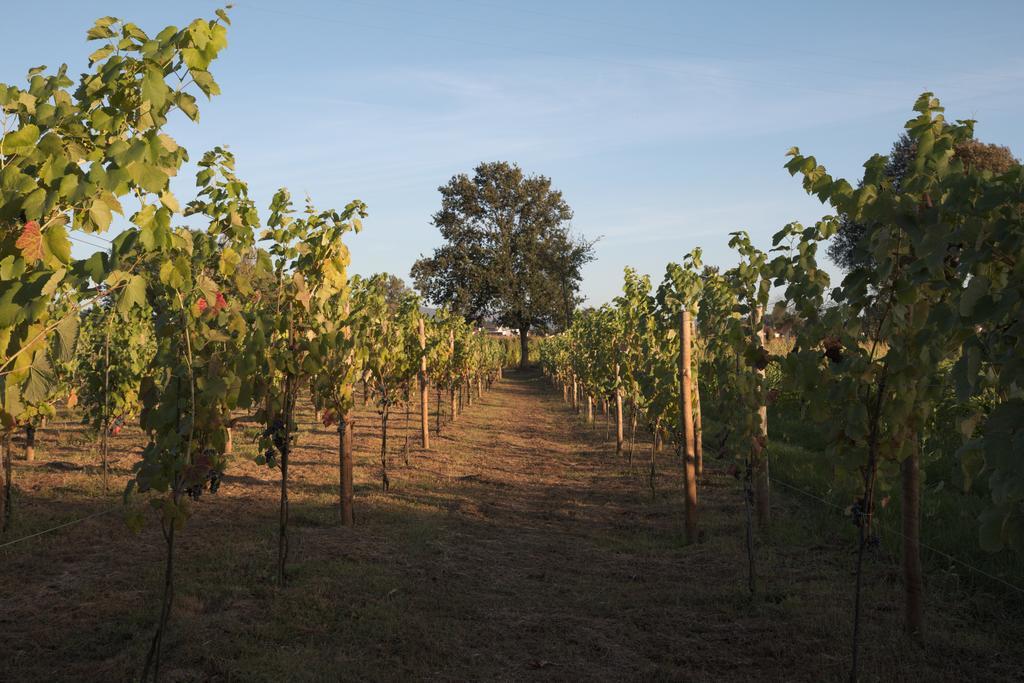 1720 Quinta Da Cancela - Winery & Farmhouse Гімарайнш Екстер'єр фото
